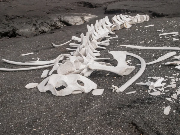 Whale Skeleton on Black Rock — Stock Photo, Image