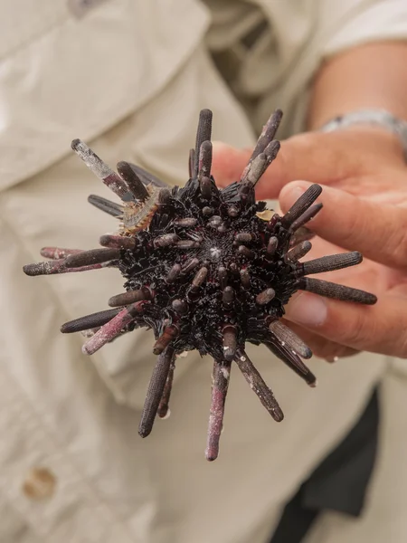 Naturalista segurando Urchin Mar — Fotografia de Stock