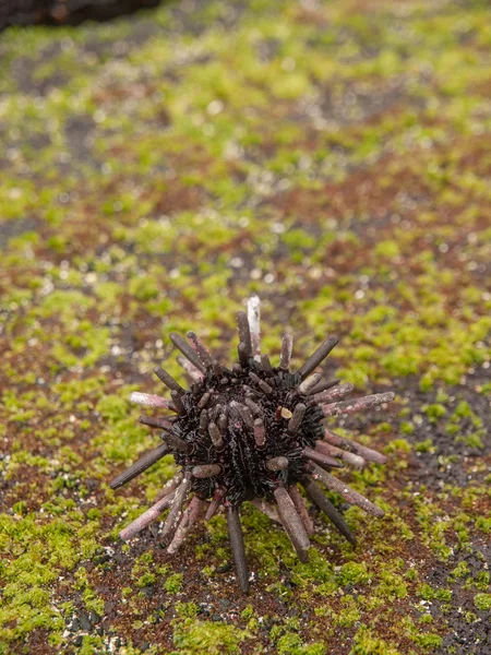 Mar Urchin em Moss — Fotografia de Stock