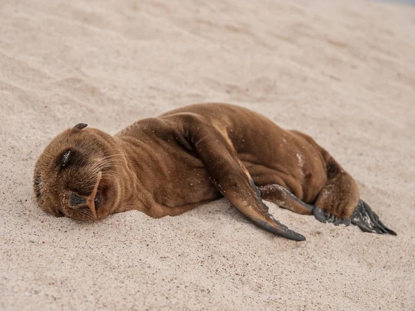 Bebé dormido león marino — Foto de Stock