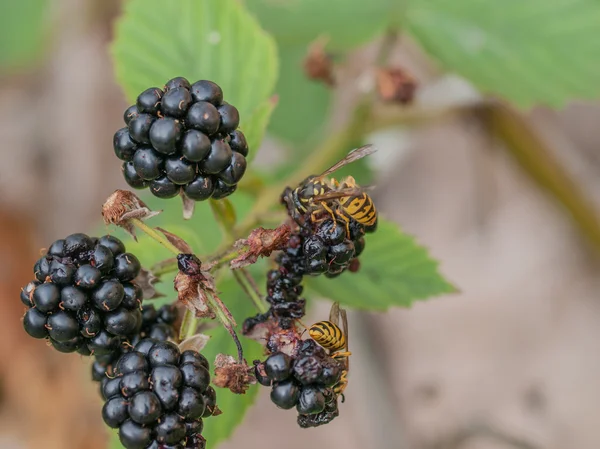 ブラックベリーのハチ — ストック写真