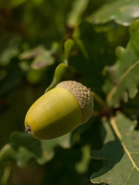 Gröna Acorn på träd — Stockfoto