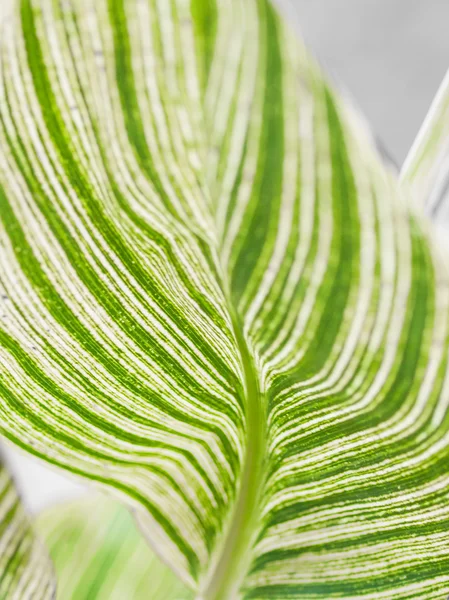 Hoja de planta rayada —  Fotos de Stock