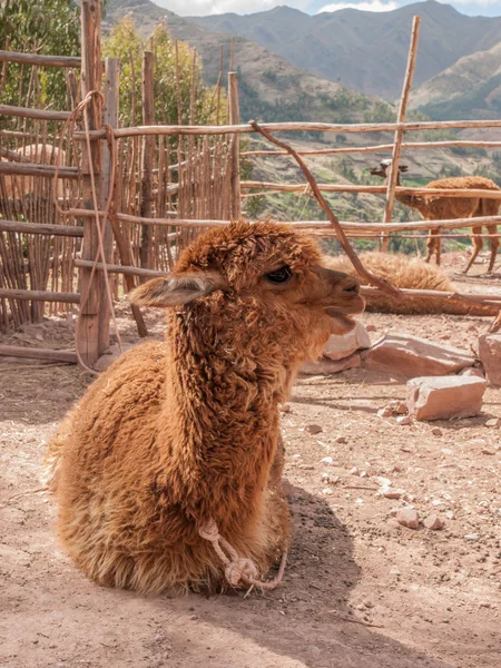 Alpaca sentada en Perú — Foto de Stock