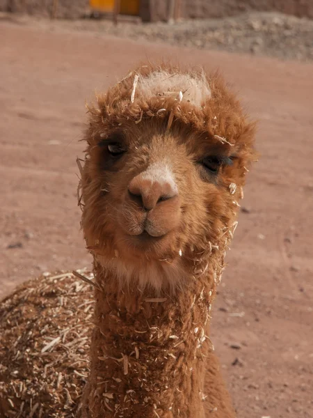 Alpacka porträtt i Peru — Stockfoto