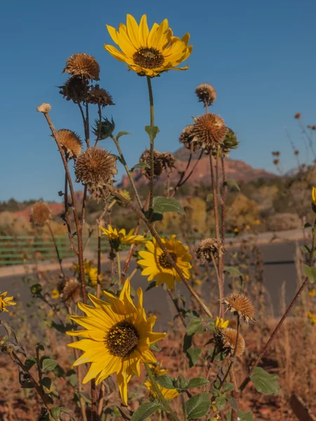 Blumen in der Wüste von Arizona — Stockfoto