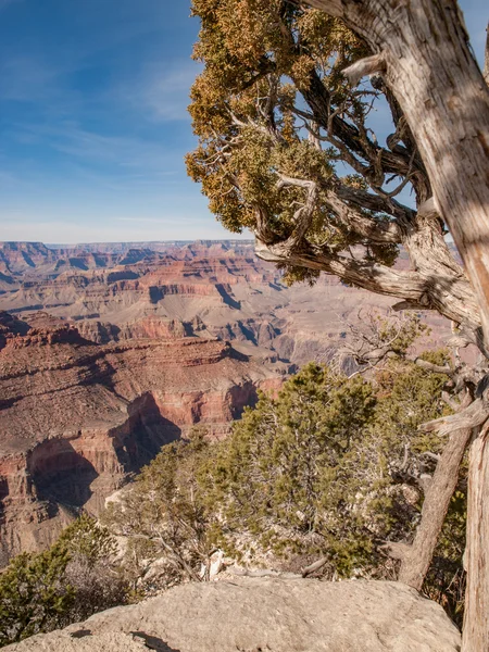 Ağaç ve Grand Canyon