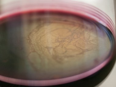 Şımarık şarap cam