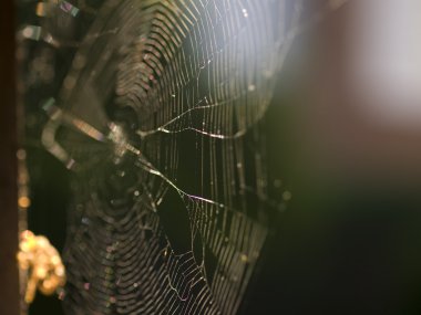 Ağustosböceği kabuk Spiderweb