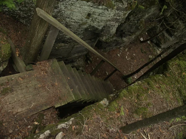 Escalera de madera en bosque oscuro —  Fotos de Stock