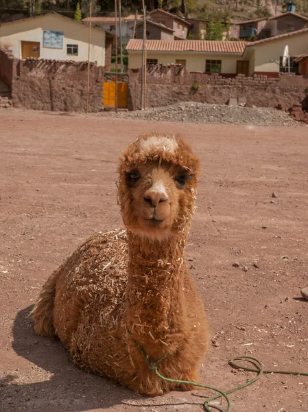 Alpaka Peru