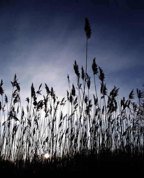 Silhouette of Reeds on Blue Sky — Stock Photo, Image