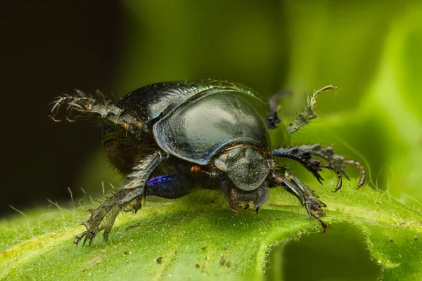 Ormandaki yeşil yaprakların üzerinde dans eden böceğe yaklaş.
