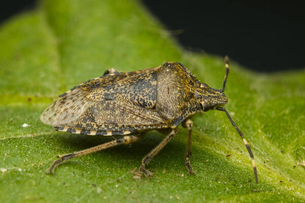 The macro photo of a small brown bug Halyomorpha Halys on a green leaf