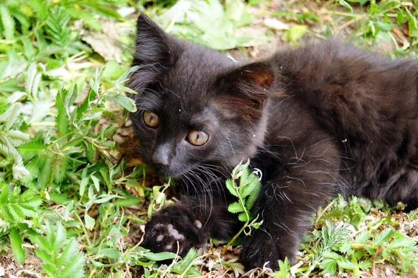 Güzel gözlü güzel genç siyah kedi