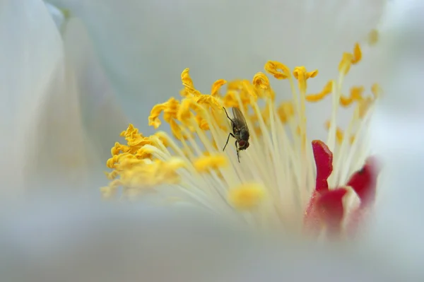 Yakın çekim... Şakayık ve sinek