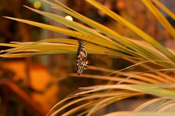 Baş aşağı asılı kelebek