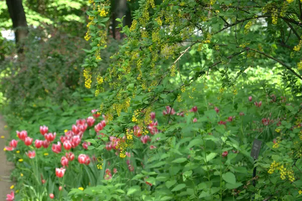 Yaz Bahçesi, Moskova