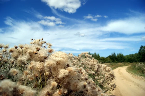 Sıra sende. Mavi gökyüzü, kumlu yol