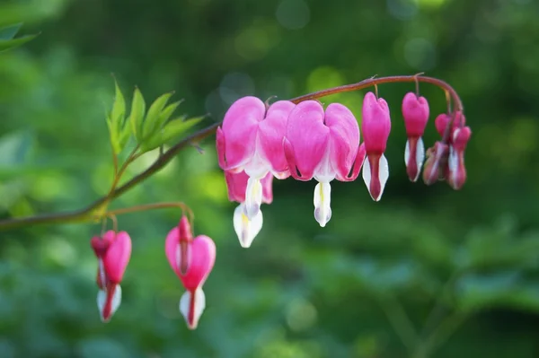 Dicentra Moskova Bahçe