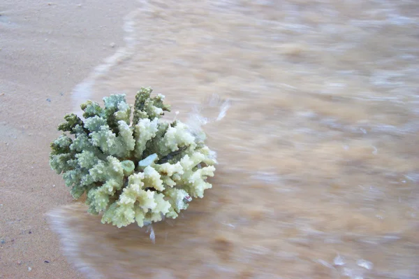 Coral Red Sea, Mısır