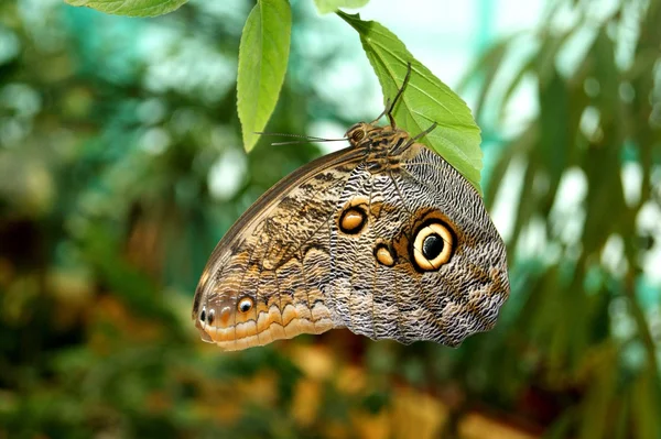 Baş aşağı, Moskova kelebek