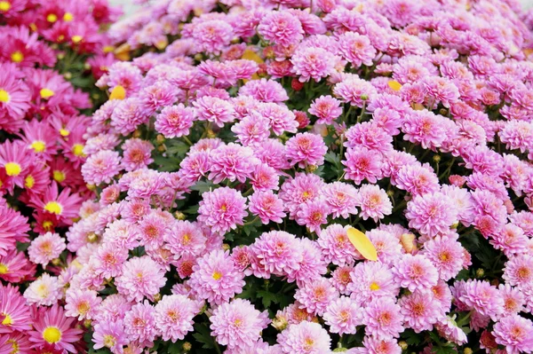 Pembe ve kırmızı papatya