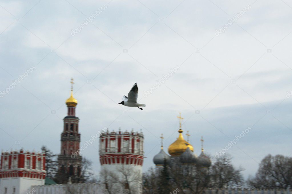 Seagull flies above the convent, Moscoe