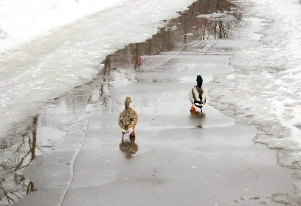 Moskova'da yürüyüş ördek çift