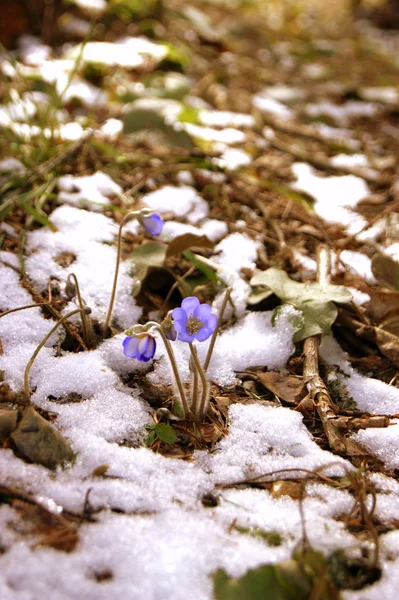 Ormandaki ilk çiçekler