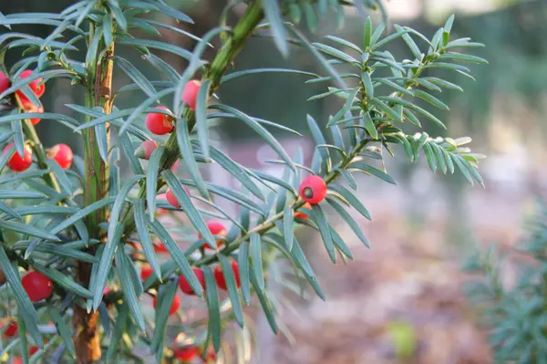 İlginç bir bitki bahçesinde Close-up