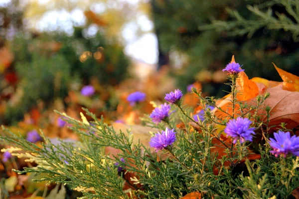 Parkta yumuşak sonbahar renkleri