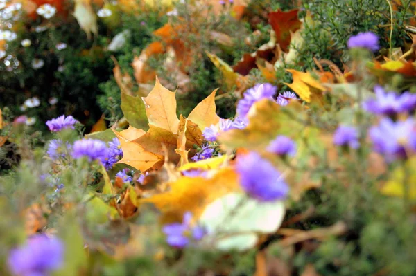 Moskova'da güzel sonbahar