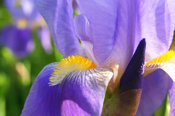 Moskova bahçede güneşli Iris