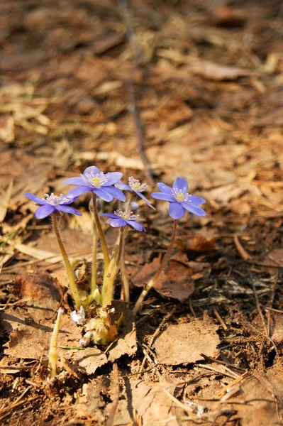 İlk bahar çiçekleri... Menekşe kardelen