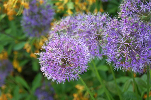 çiçek ve otlar ile güzel arka plan