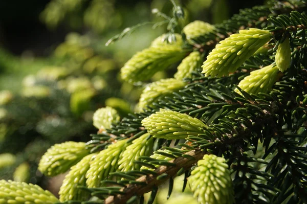 Background with the fir-tree Stock Image