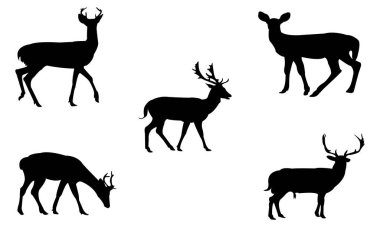 Çeşitli geyik siluetleri koleksiyonu çeşitli pozlarda hareket ve zarafet yakalar.