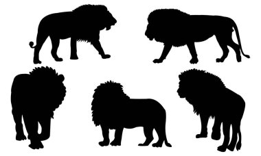 Görkemli bir aslanın güçlü siyah silueti, vahşi hayatı gözler önüne seriyor..