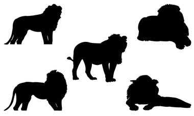 Görkemli bir aslanın güçlü siyah silueti, vahşi hayatı gözler önüne seriyor..