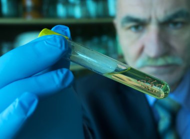 Sivrisinek larva, seyyar satıcı dang humması ve virüs Zika