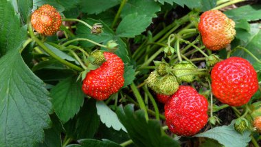 Genç çilekler ışığın altında bir açıklıkta olgunlaşır. Yazın hediyelerini ve sağlıklı beslenmeyi resmediyor. Yakın plan..