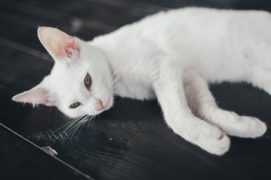 içinde biraz yumuşak beyaz arka plan Kitty cat