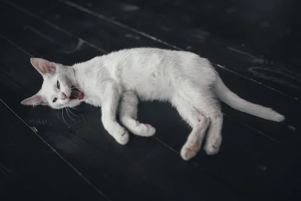 고양이 키티 내부 작은 부드러운 흰색 배경 — 스톡 사진