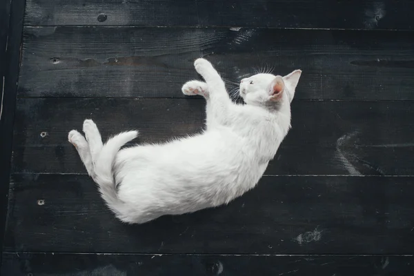 Kot kotek trochę miękkie białe tło wewnątrz — Zdjęcie stockowe