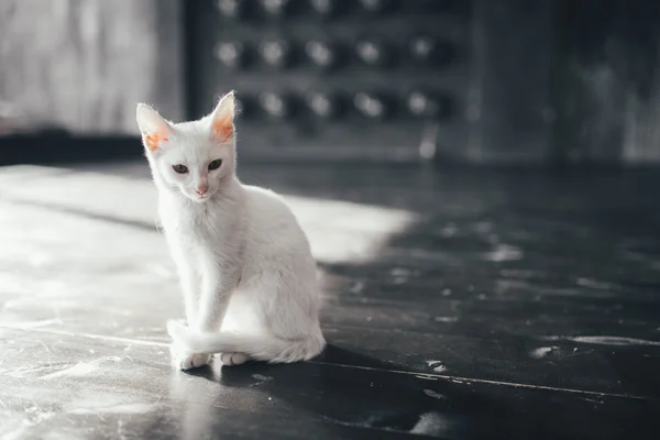 고양이 키티 내부 작은 부드러운 흰색 배경 — 스톡 사진