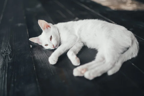 고양이 키티 내부 작은 부드러운 흰색 배경 — 스톡 사진