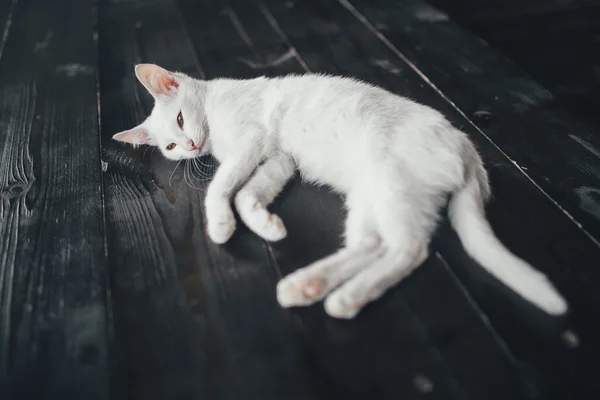 Kot kotek trochę miękkie białe tło wewnątrz — Zdjęcie stockowe
