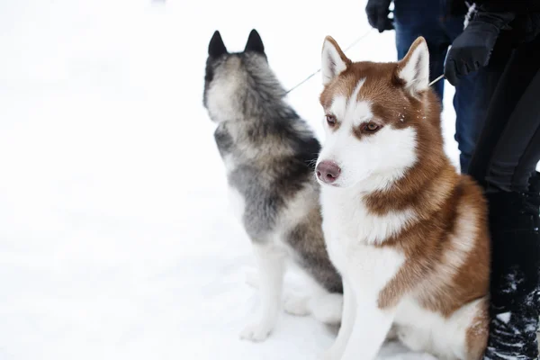 Perros huskie negro rojo —  Fotos de Stock