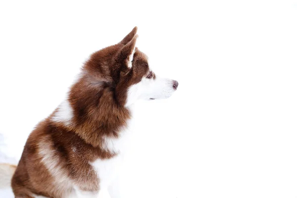 Perros huskie negro rojo —  Fotos de Stock